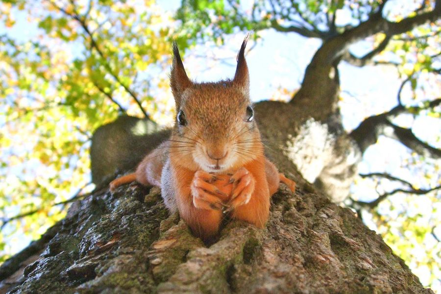 Eichhörnchen Nahaufnahme, Blick nach oben in den Himmen, Gefühl von Weite, Achtsamkeit und Fokus