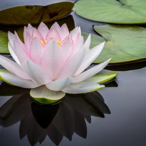 Lotusblüte auf ruhigen Wasser, Nahaufnahme, Gefühl von Entspannung und Ruhe