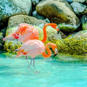 Ein Flamingo-Paar stehen im klaren blauen Wassern, Gefühl von Ruhe und Gemeinschaft