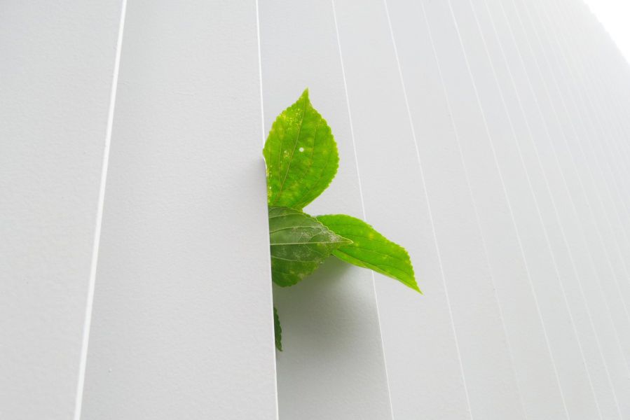Blätter einer Pflanze wachsen aus einer Wand heraus, Gefühl von Neugierde, Fortschritt und Wachstum